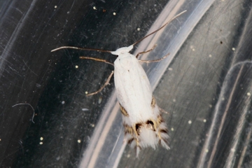 Leucoptera laburnella