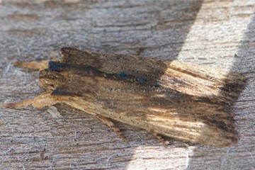 Schmalflügelige Holzeule