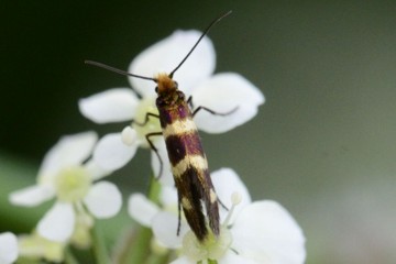 Micropterix aureatella