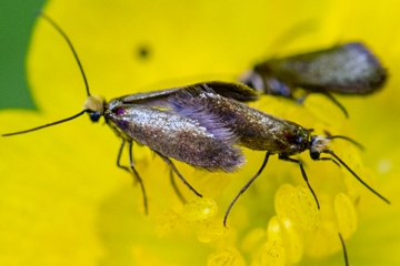 Micropterix calthella