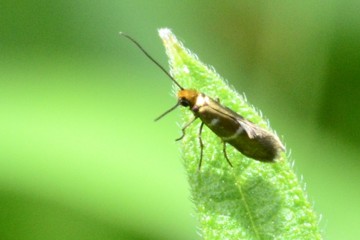 Micropterix aruncella