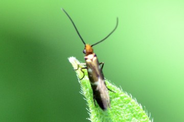 Micropterix aruncella