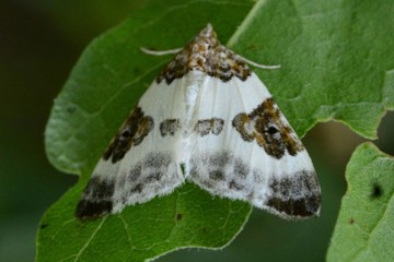 Milchweißer Bindenspanner