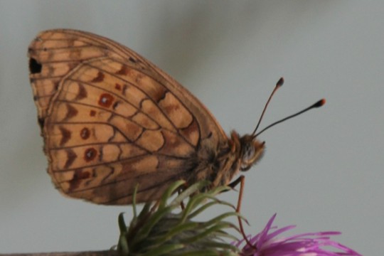 Mittlerer Perlmutterfalter