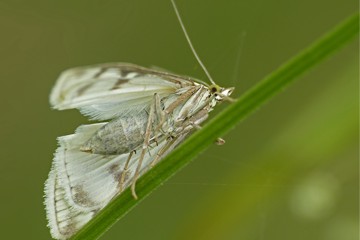 Möhrenzünsler