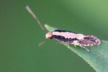 Monopis crocicapitella