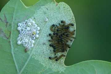 Mondvogel