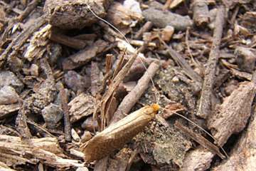 Nematopogon adansoniella