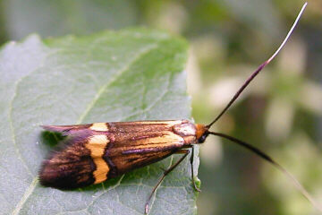 Nemophora degeerella