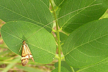 Nemophora degeerella