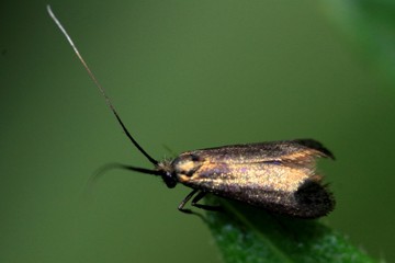 Nemophora minimella