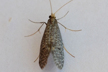 Nematopogon robertella