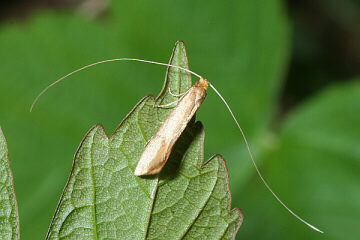 Nematopogon swammerdamella