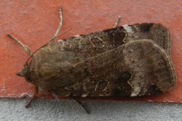 Noctua interposita