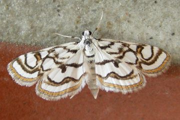 Nymphula stagnata