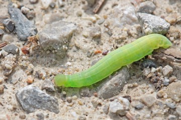 Ockergelber Braundickkopffalter