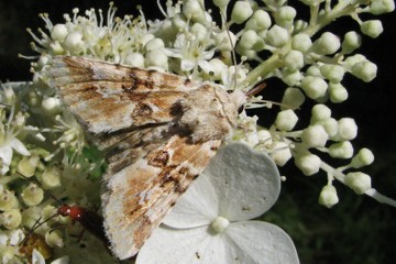 Ockerfarbene Queckeneule