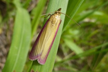 Oncocera semirubella