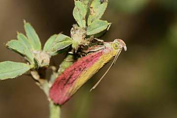 Oncocera semirubella