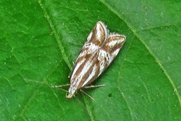 Orophia denisella