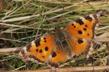 Östlicher Großer Fuchs