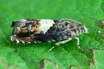 Pammene albuginana