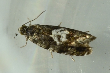 Pammene argyrana