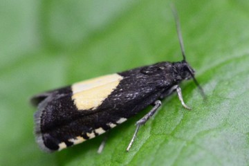 Pammene trauniana