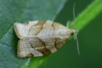 Pandemis cerasana