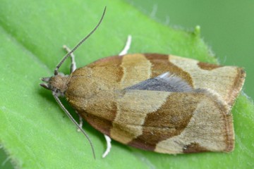 Pandemis cerasana