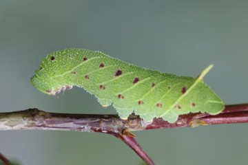 Pappelschwärmer