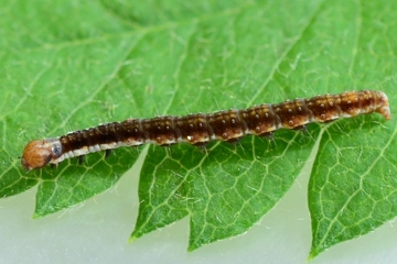 Paraswammerdamia nebulella