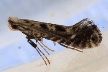 Parornix scoticella