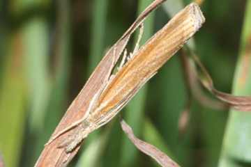 Pediasia luteella