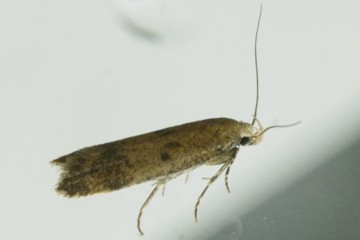 Pexicopia malvella