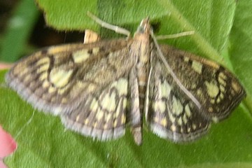 Anania stachydalis