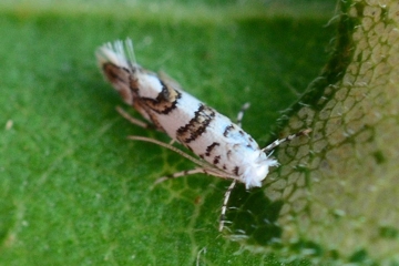 Phyllonorycter acerifoliella