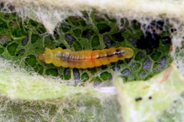 Phyllonorycter blancardella