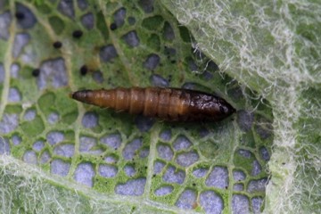 Phyllonorycter blancardella