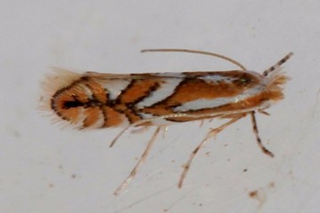 Phyllonorycter blancardella