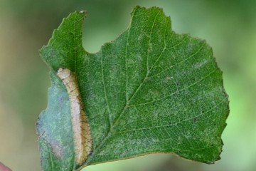 Phyllonorycter klemannella