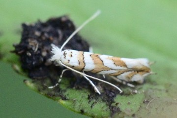 Phyllonorycter kuhlweiniella