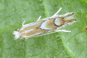 Phyllonorycter coryli