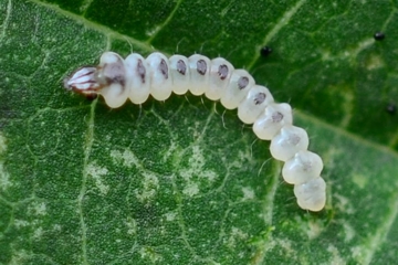 Phyllonorycter coryli