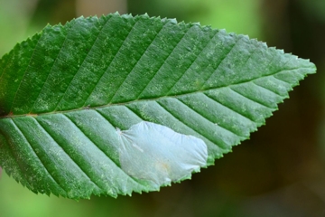 Phyllonorycter coryli