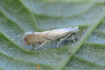 Phyllonorycter harrisella