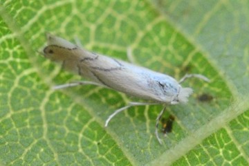 Phyllonorycter harrisella