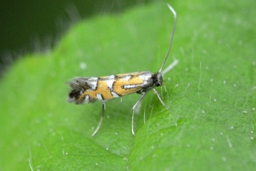 Phyllonorycter lautella