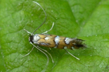 Phyllonorycter lautella