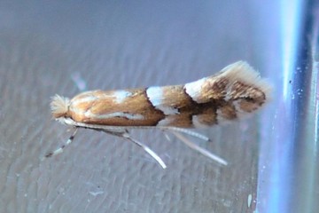 Phyllonorycter salicicolella